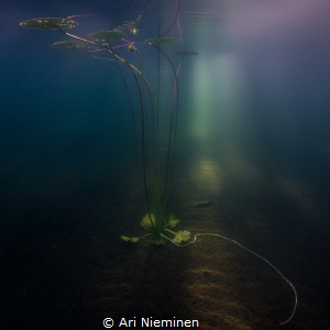 Lonely by Ari Nieminen 